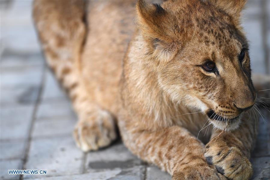 CHINA-QINGHAI-AFRICAN LION (CN)