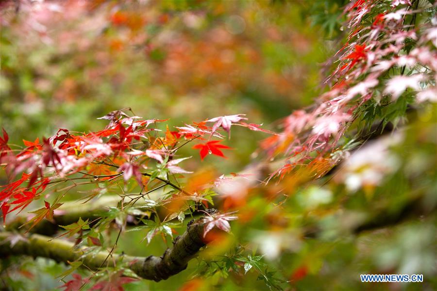 CHINA-HUBEI-YICHANG-MAPLE (CN)