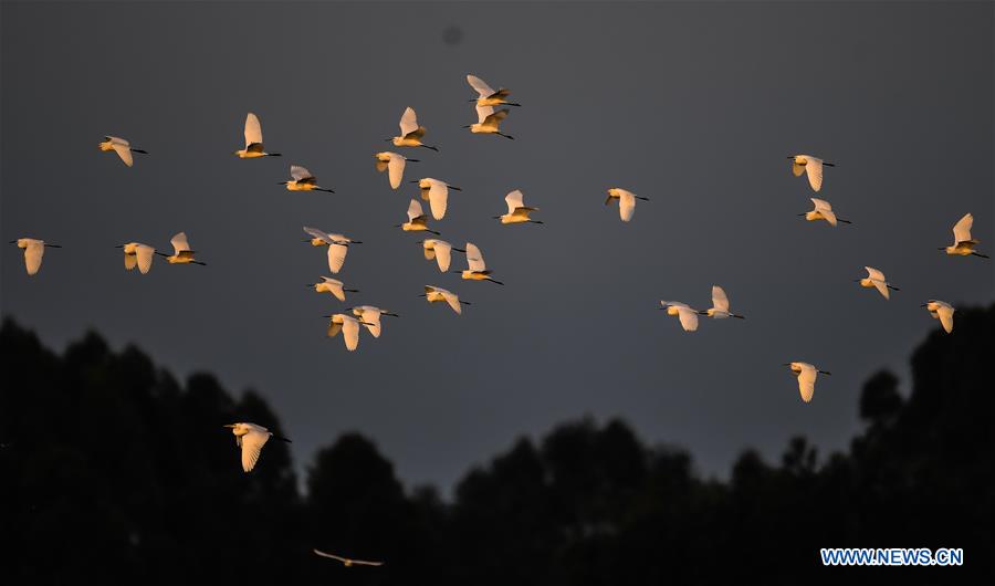 CHINA-GUANGXI-BEIBU GULF-EGRETS (CN)