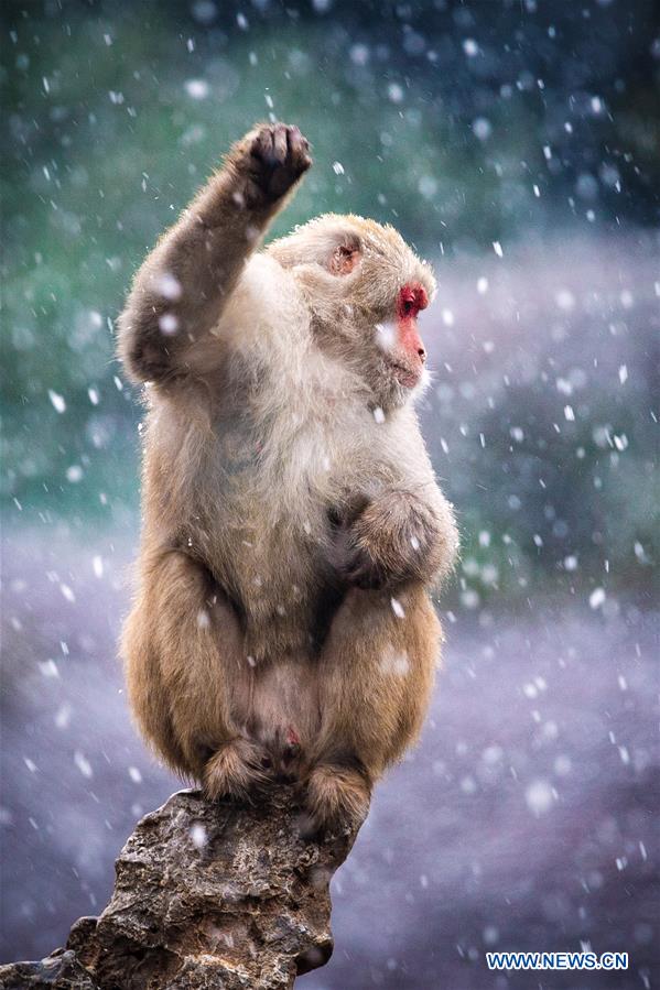 #CHINA-NANJING-MACAQUE-SNOW (CN)