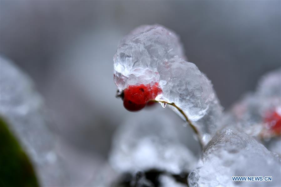 #CHINA-HUBEI-ENSHI-FROZEN PLANTS(CN)