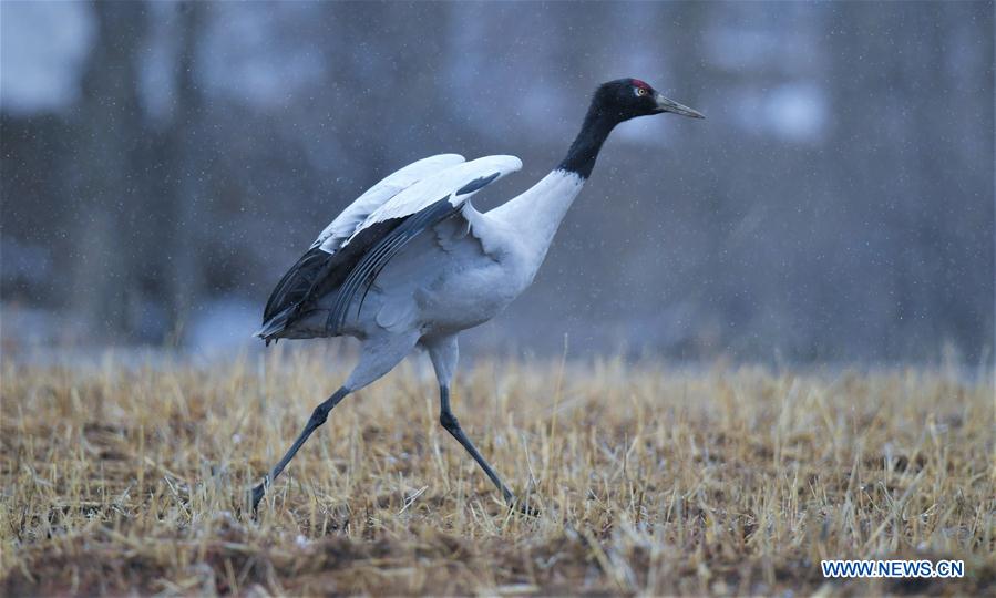 CHINA-TIBET-BLACK-NECKED CRANES (CN)