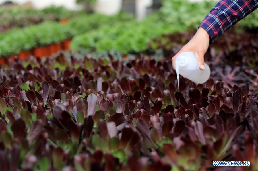 CHINA-HEBEI-SUCCULENT PLANTS (CN)