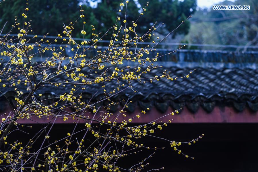 CHINA-HANGZHOU-WINTER BLOSSOMS (CN)