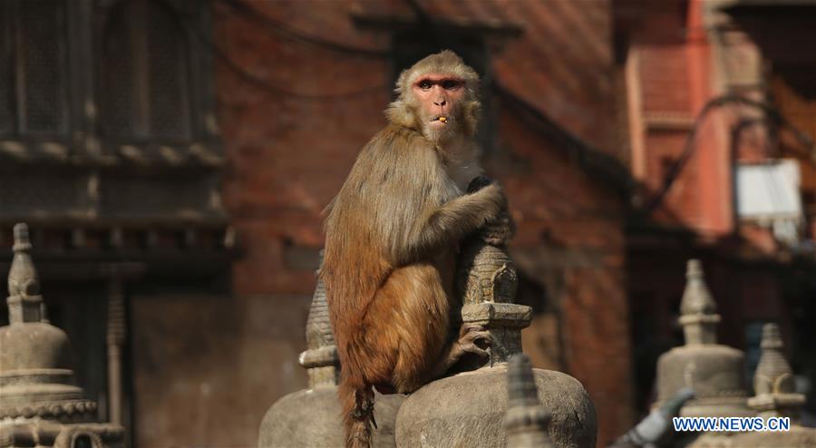 NEPAL-KATHMANDU-SWAYAMBHUNATH TEMPLE-MONKEYS