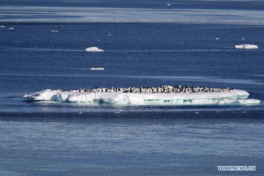 ANTARCTICA-CHINA-XUELONG-ANIMAL (CN)