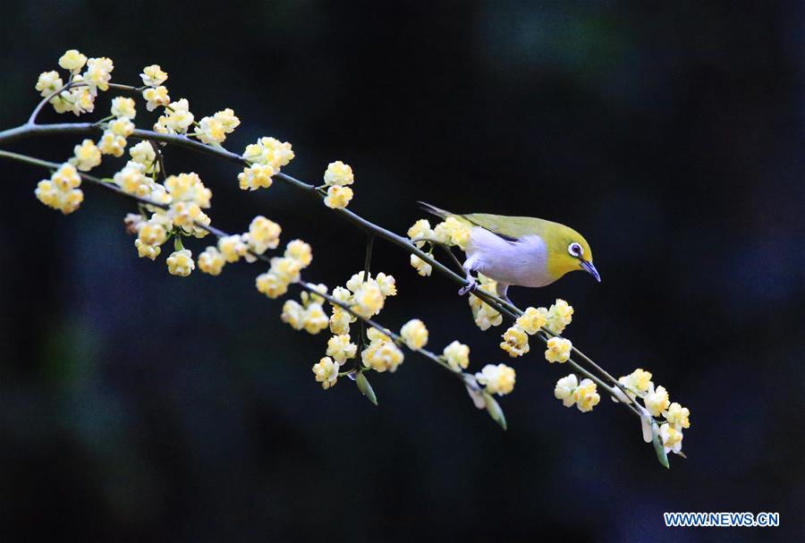 XINHUA PHOTOS OF THE DAY