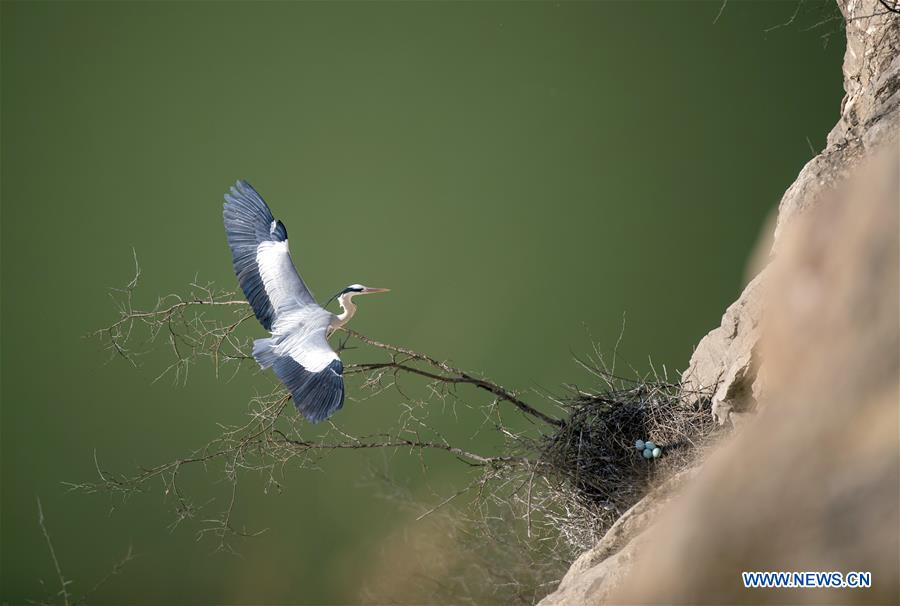 #CHINA-SHANXI-PINGLU-HERON (CN)