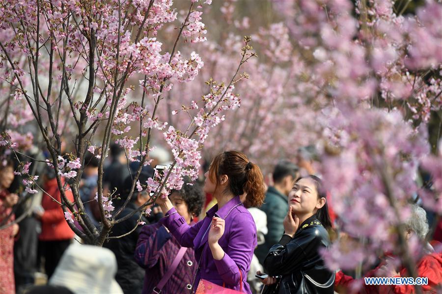 CHINA-BEIJING-YUYUANTAN PARK-CHERRY BLOSSOM (CN)