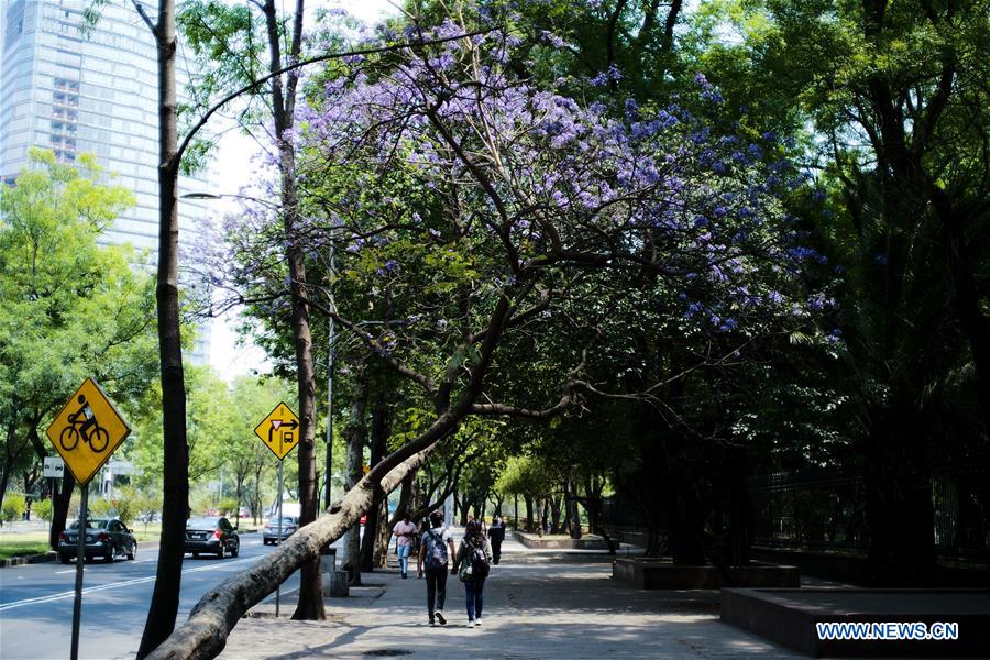 MEXICO-MEXICO CITY-JACARANDA-BLOSSOMS