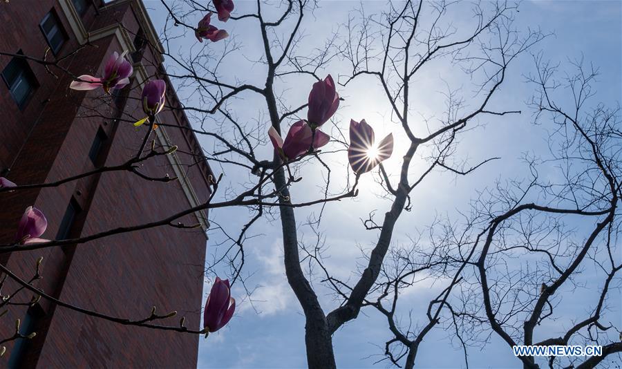 CHINA-SHANGHAI-SPRING SCENERY-BLOSSOMS (CN)