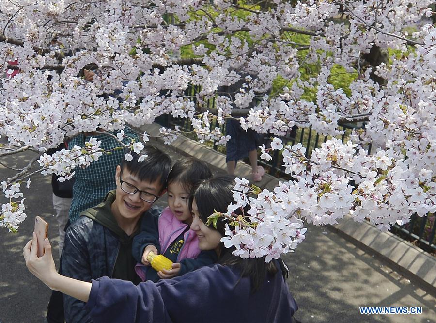 #CHINA-QINGDAO-CHERRY BLOSSOMS (CN)