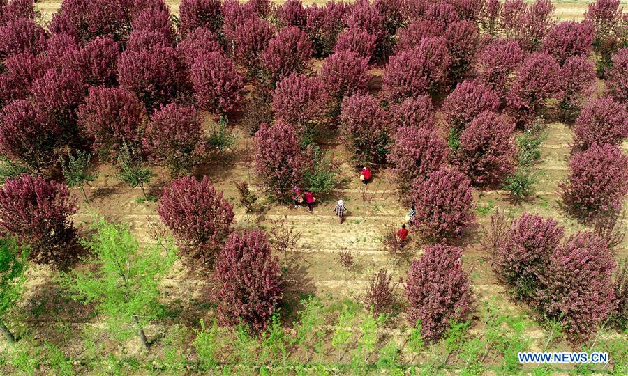 #CHINA-SHANDONG-SPRING-SCENERY (CN)