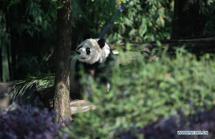 CHINA-SICHUAN-U.S.-GIANT PANDA-RETURN (CN)