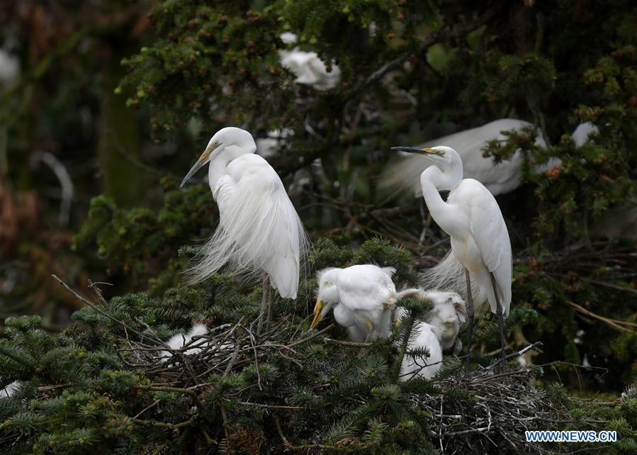 CHINA-JIANGXI-NANCHANG-EGRET (CN)