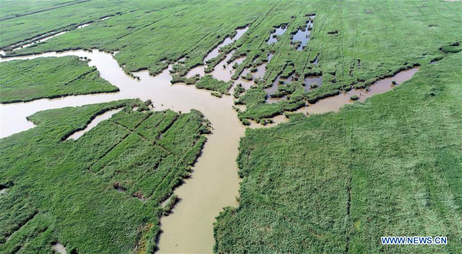 CHINA-TIANJIN-WETLAND-SCENERY (CN)