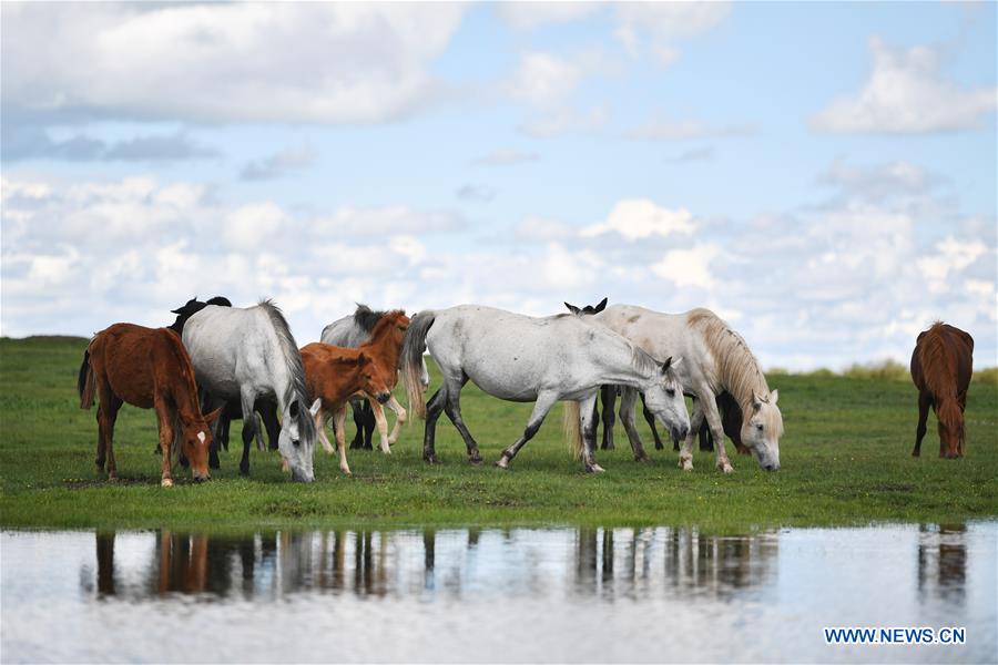 CHINA-GANSU-MAQU-HEQU HORSES (CN)