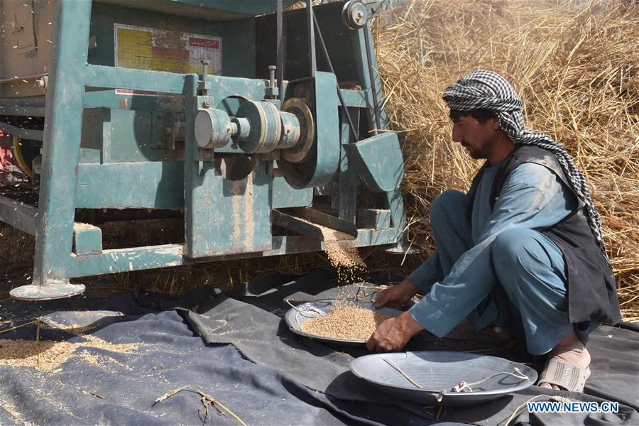 AFGHANISTAN-BALKH-WHEAT HARVEST