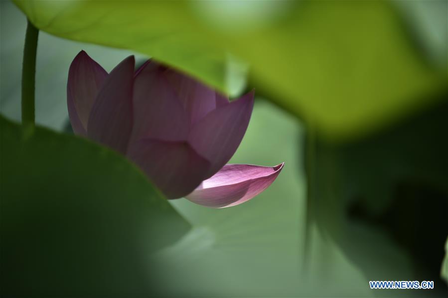 CHINA-HEBEI-XIANGHE-LOTUS FLOWERS (CN)