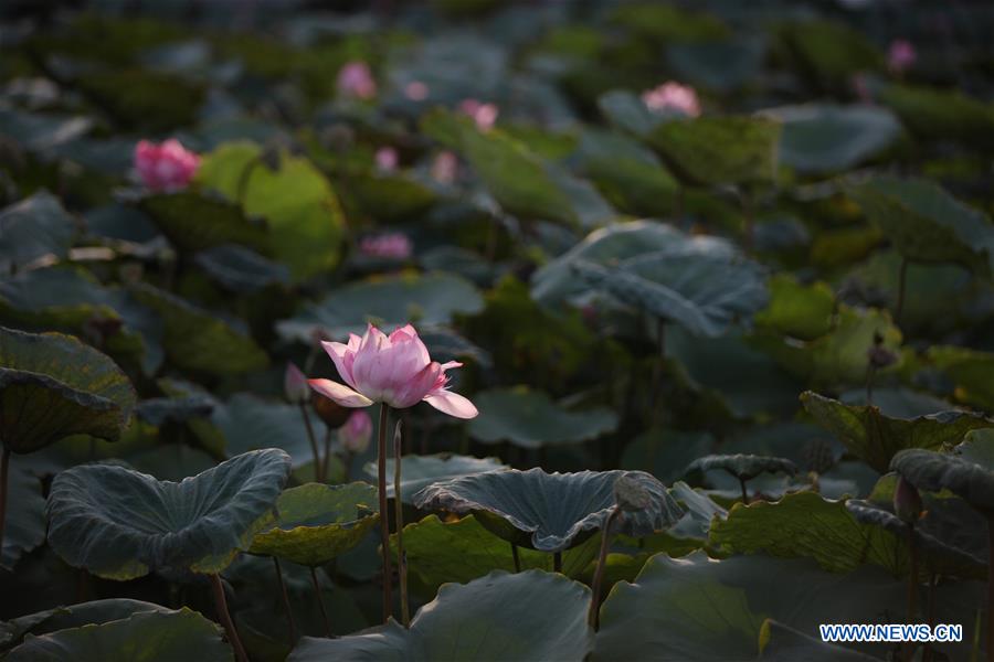 VIETNAM-HANOI-LOTUS-BLOSSOM