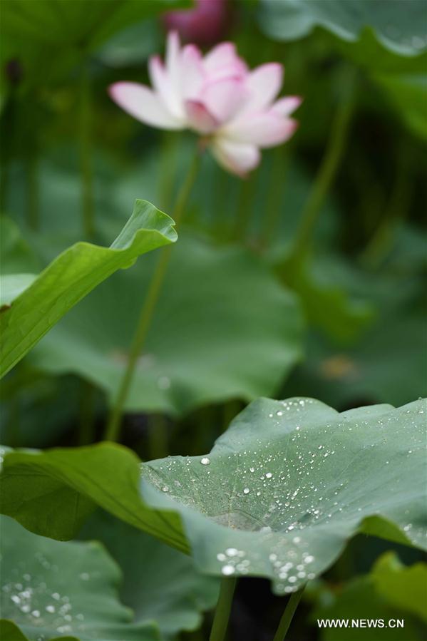 #CHINA-HEBEI-SHIJIAZHUANG-LOTUS (CN)