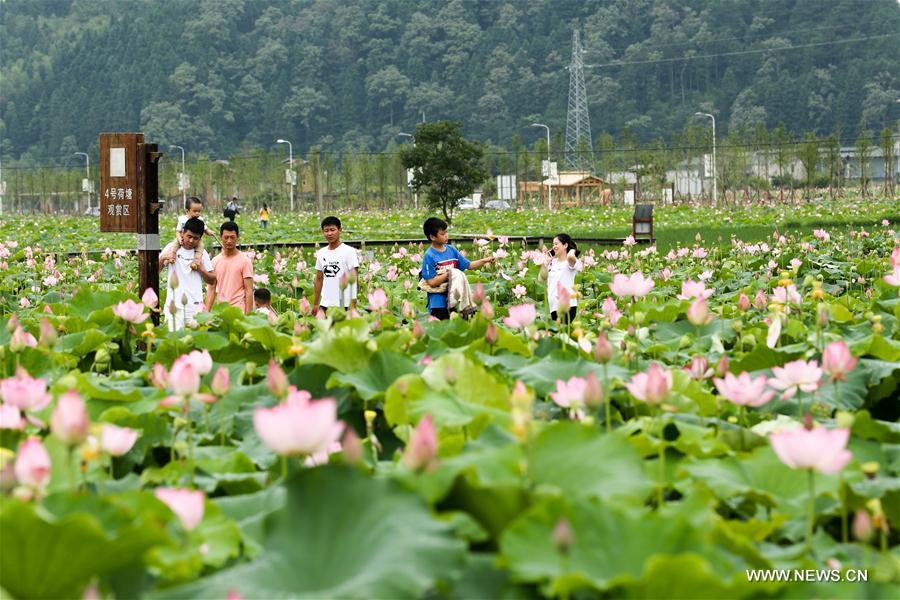 CHINA-FUJIAN-WUYISHAN-LOTUS FLOWERS (CN)