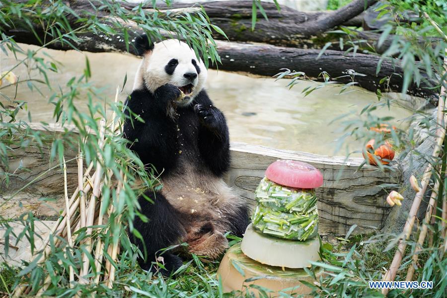 CHINA-YUNNAN-KUNMING-PANDA-BIRTHDAY (CN)