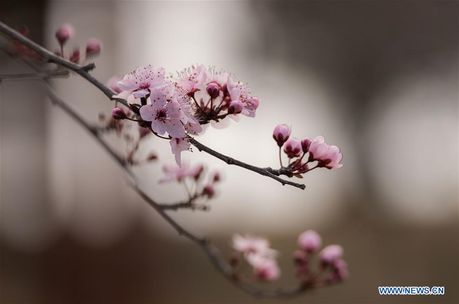 AUSTRALIA-CANBERRA-CHERRY BLOSSOMS