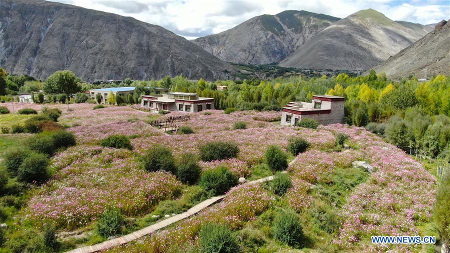 CHINA-TIBET-NYEMO-COSMOS FLOWERS (CN)