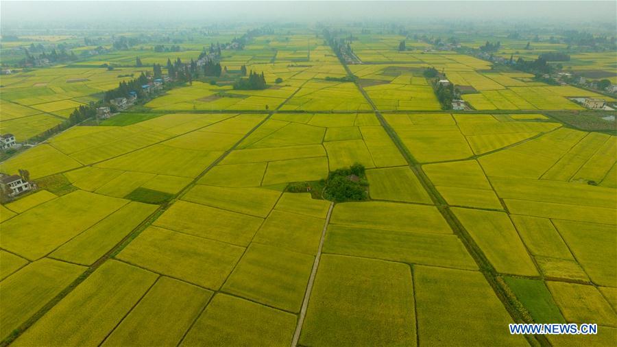 CHINA-HUNAN-NANXIAN-PADDY FIELD (CN)