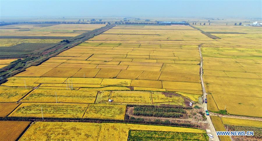 CHINA-LIAONING-SHENYANG-HARVEST (CN)