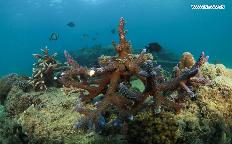 CHINA-HAINAN-LINGSHUI-CORAL REEF (CN)