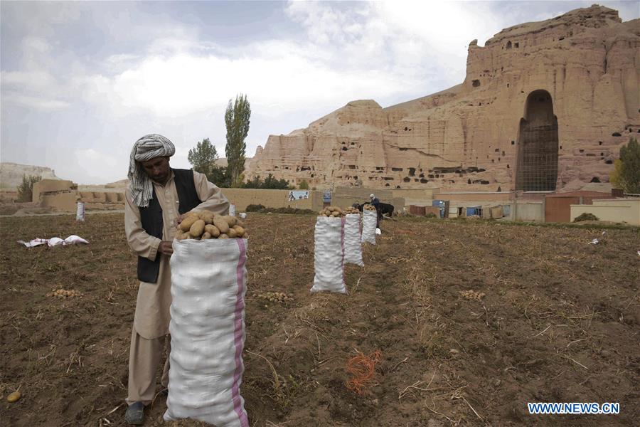 AFGHANISTAN-BAMYAN-AGRICULTURE-POTATO FARM