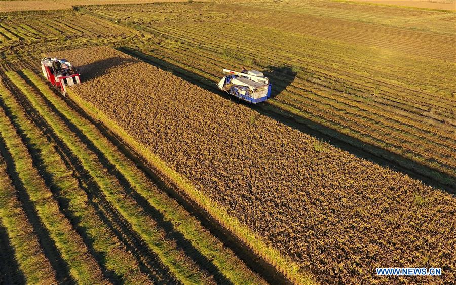 CHINA-HEBEI-HARVEST-AERIAL VIEW(CN)