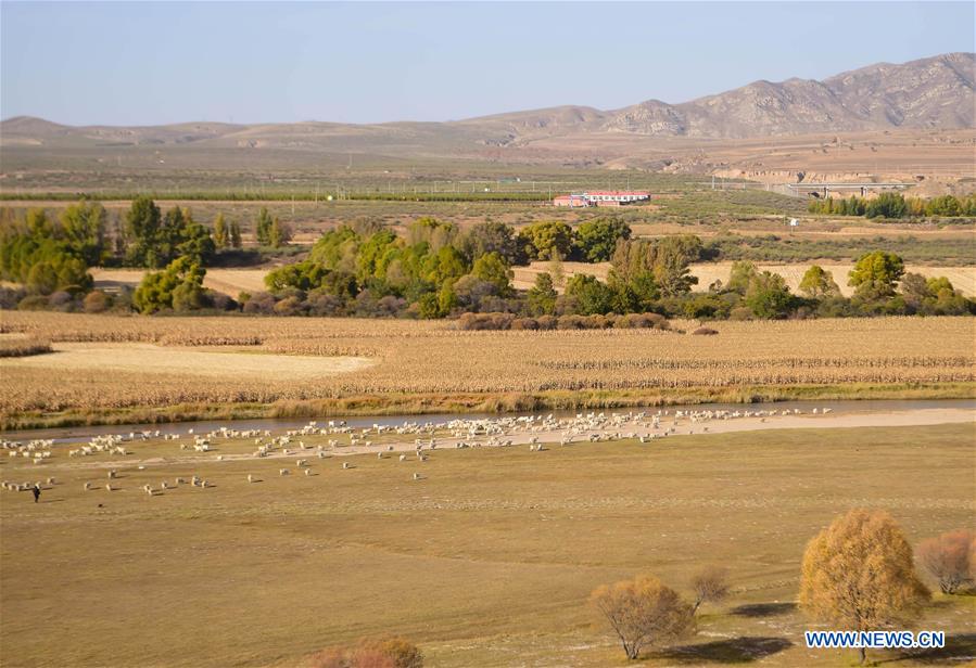 CHINA-INNER MONGOLIA-HORINGER-AUTUMN SCENERY (CN)