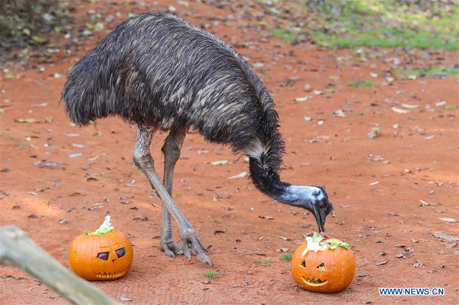 CROATIA-ZAGREB-ZOO-HALLOWEEN