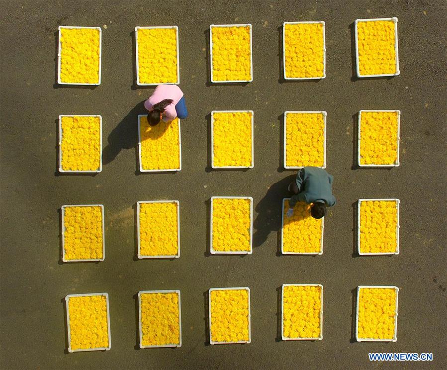 CHINA-HEBEI-CHRYSANTHEMUM-HARVEST (CN)