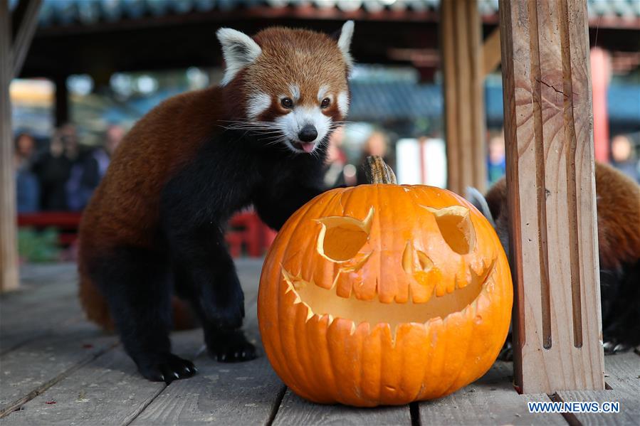 BELGIUM-BRUGELETTE-HALLOWEEN