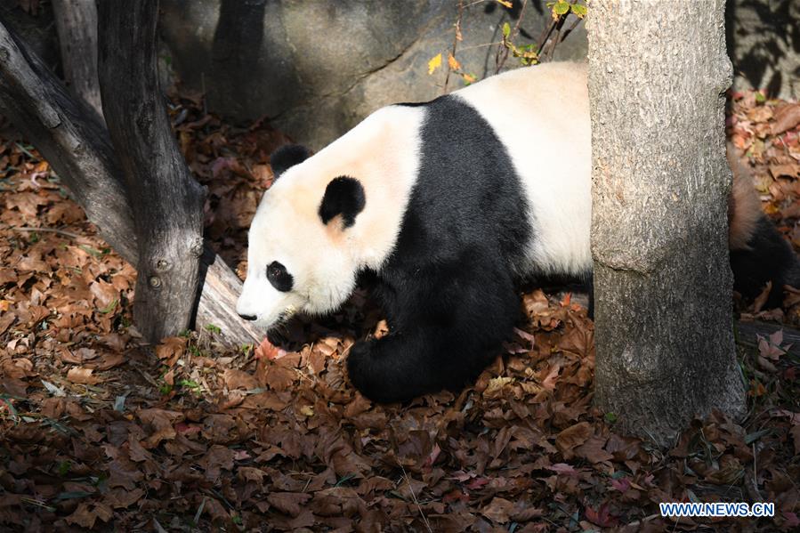 U.S.-WASHINGTON D.C.-NATIONAL ZOO-CHINESE GIANT PANDA-FAREWELL