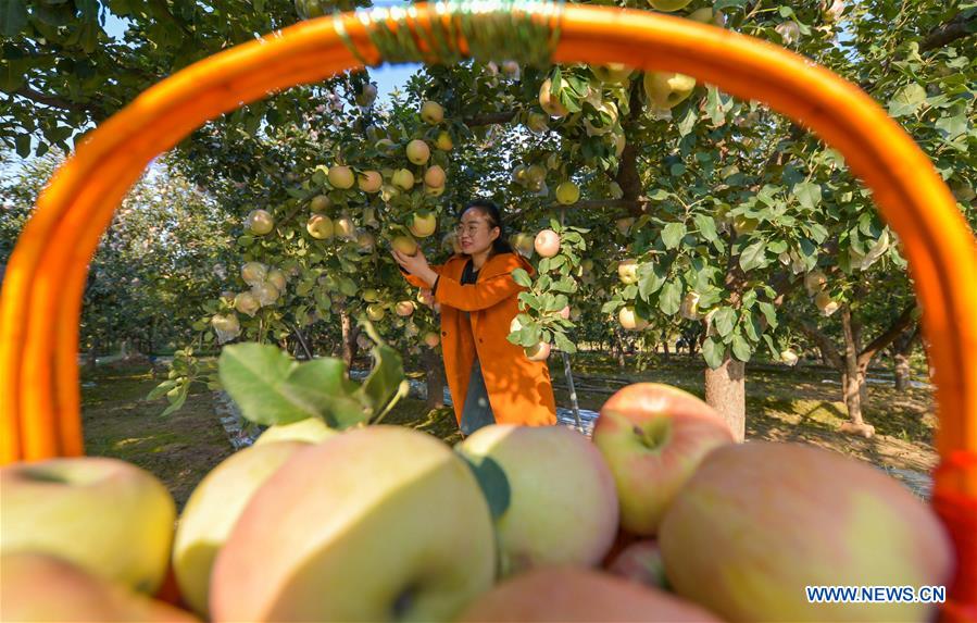 CHINA-HEBEI-HANDAN-APPLE HARVEST (CN)