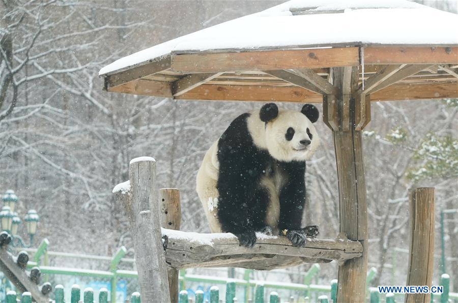 CHINA-HEILONGJIANG-SHANGZHI-SNOW-PANDA (CN)