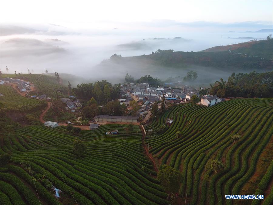 CHINA-YUNNAN-PU'ER-TEA GARDEN-CLOUDS (CN)