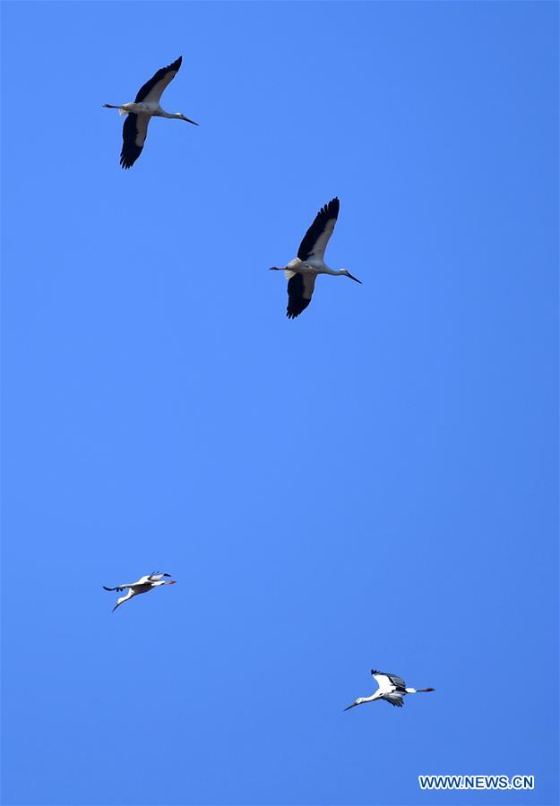 CHINA-TIANJIN-MIGRATORY BIRDS (CN)