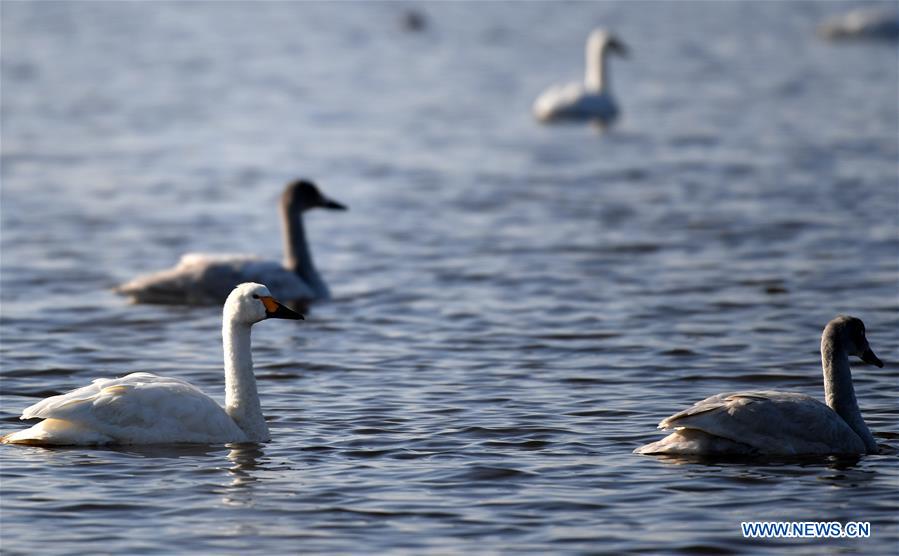 CHINA-TIANJIN-MIGRATORY BIRDS (CN)