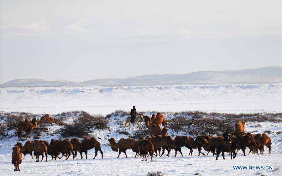 CHINA-XINJIANG-JEMINAY-CAMEL (CN)