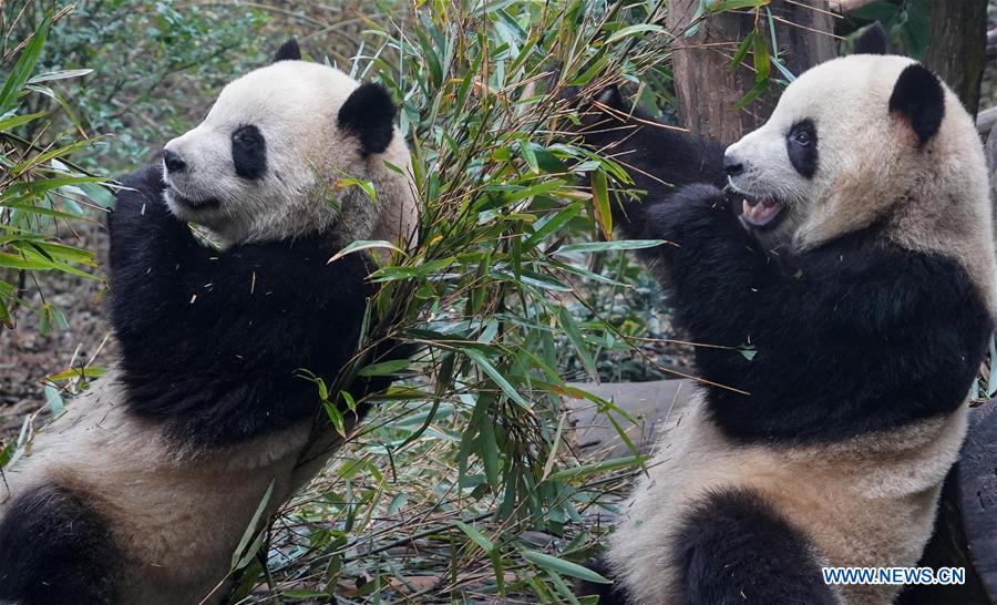 CHINA-CHENGDU-GIANT PANDA (CN)