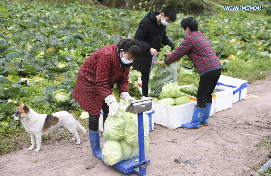 CHINA-CHONGQING-CORONAVIRUS-VEGETABLE SUPPLY (CN)