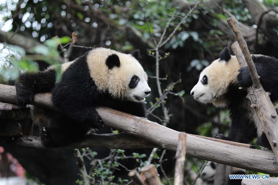 CHINA-SICHUAN-CHENGDU-PANDA DAY (CN)