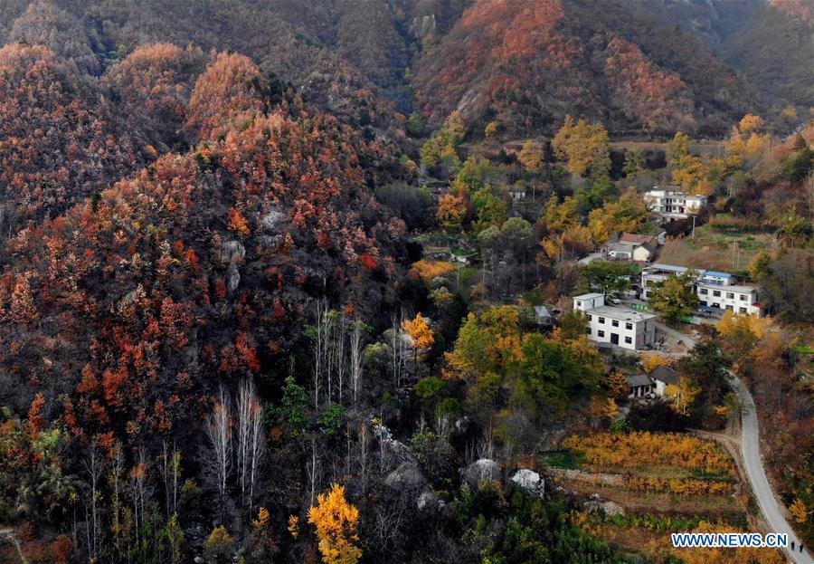 CHINA-HENAN-VILLAGE-AUTUMN SCENERY (CN)