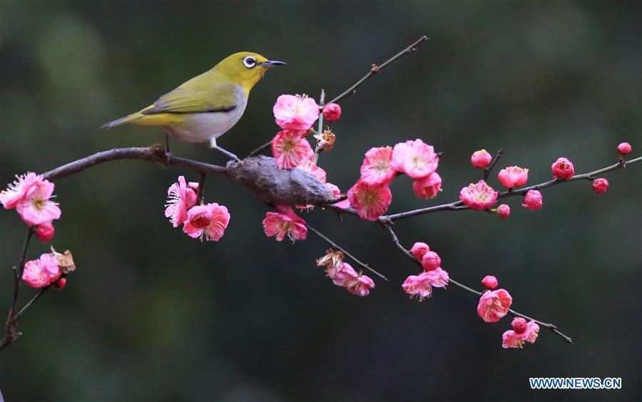 #CHINA-HUNAN-HENGYANG-BIRD-PLUM BLOSSOM (CN)